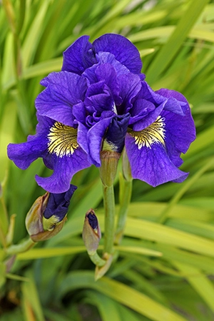 Iris Concord Crush