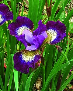 Iris Contrast in Styles (sibirica)