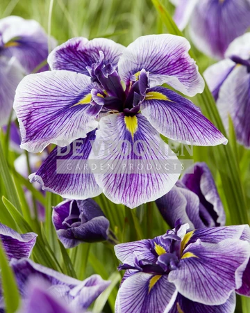 Iris Dinnerplate Sundae