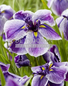 Iris Dinnerplate Sundae