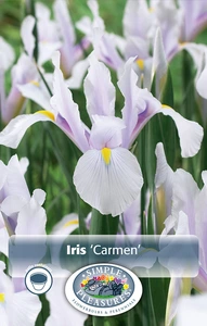 Iris Dutch Carmen | Cappers 10 x 15