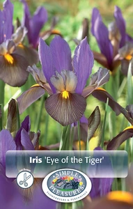 Iris Dutch Eye of the Tiger | Cappers 10 x 15