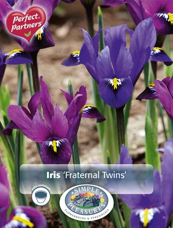 Iris Dutch Fraternal Twins | Cappers 20 x 16