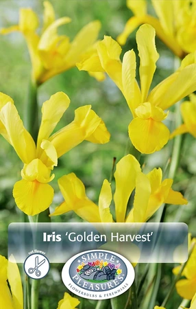 Iris Dutch Golden Harvest | Cappers 10 x 15