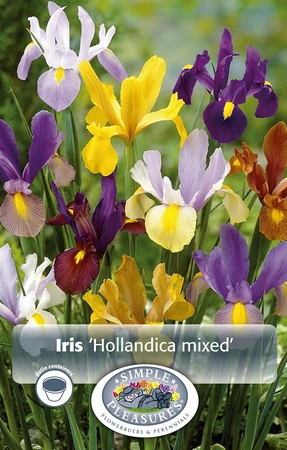 Iris Dutch Mixed | Cappers 20 x 10