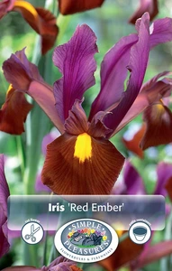 Iris Dutch Red Ember | Cappers 10 x 15