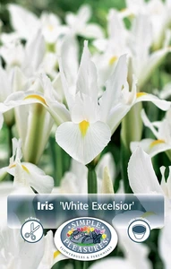 Iris Dutch White Excelsior | Cappers 10 x 15