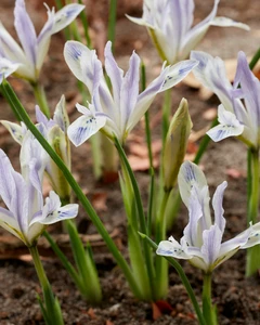 Iris dwarf Painted Lady