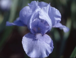 Iris Eramosa Skies