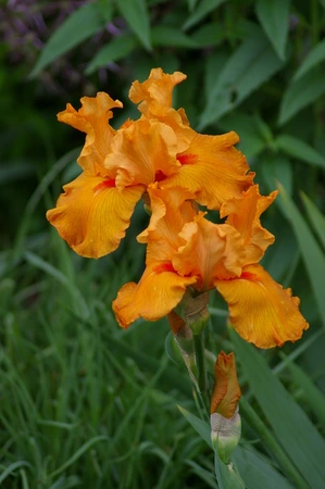 Iris Firebreather