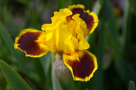 Iris Fireplace Embers (mini Germanica)