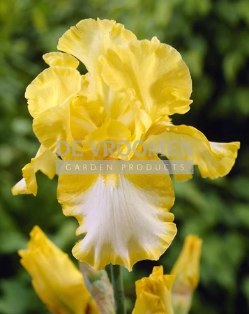 Iris Fringe of Gold