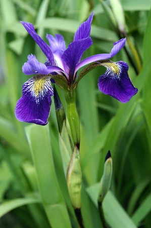 Iris Gerald Darby