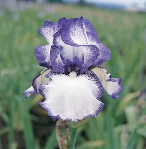 Iris Hemstitched