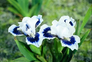 Iris Ice and Indigo