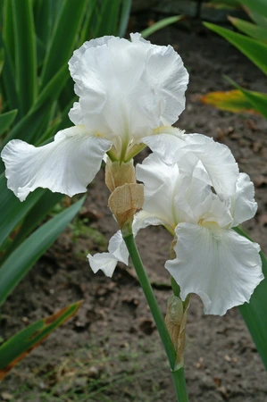 Iris Immortality | 15 pce