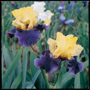 Iris Jurassic Park