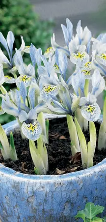 Iris Katharine Hodgkin