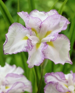 Iris Lady in Waiting