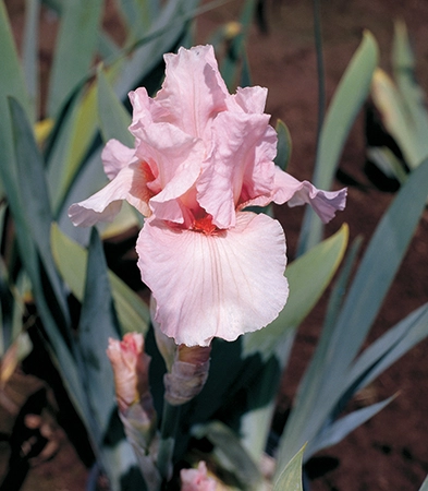 Iris Leonora Pearl