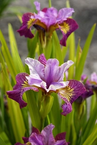 Iris Miss Apple