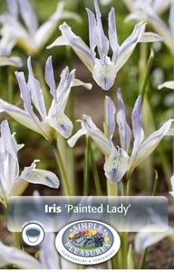 Iris Painted Lady | Cappers 20 x 15