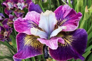 Iris Peacock Charming Billy