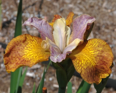 Iris Peacock Ginger Twist