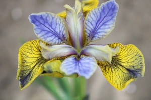 Iris Peacock Tipped in Blue