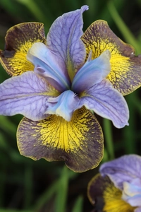 Iris Peacock Uncorked