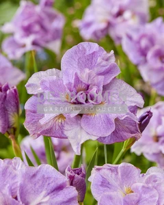 Iris Pink Parfait