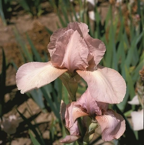 Iris Precious Little Pink-Rebloomer