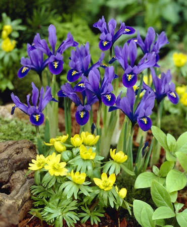 Iris Reticulata Harmony