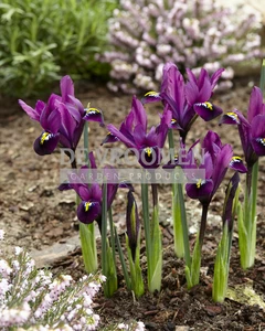 Iris reticulata Purple Hill