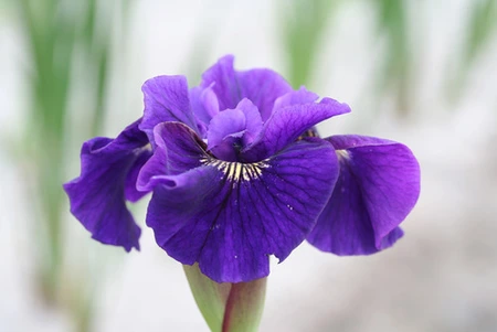 Iris Ruffled Velvet (sibirica)