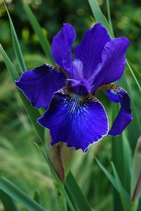 Iris Silver Edge