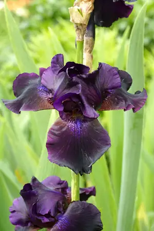 Iris Superstition | 15 pce