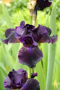 Iris Superstition