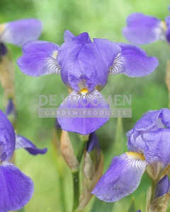 Iris Surprise Blue