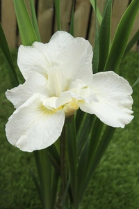 Iris Swan in Flight