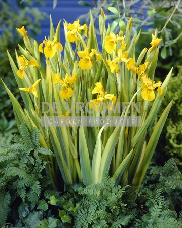 Iris Variegata (ensata) | 200 pce