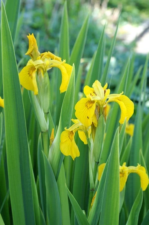 Iris Variegata (pseudacorus)