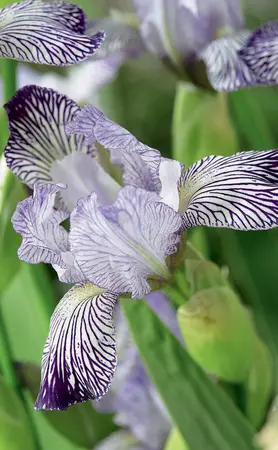 Iris Variegata Reginae