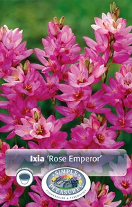 Ixia Rose Emperor | Capper 5 x 16