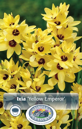 Ixia Yellow Emperor | Capper 5 x 16