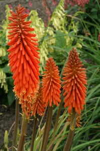 Kniphofia Alcazar