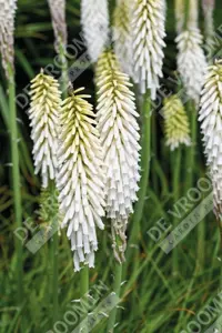 Kniphofia Amazing Fun | 250 pce