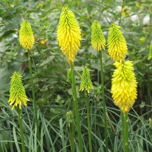 Kniphofia Bees Lemon