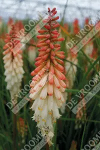 Kniphofia Ice Queen | 250 pce