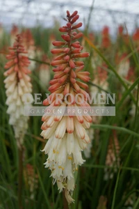 Kniphofia Orange Vanilla Popsicle